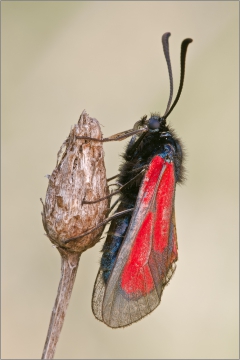 Thymian-Widderchen 02 (Zygaena purpuralis)