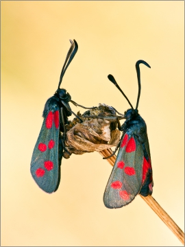 Sechsfleck-Widderchen 01 (Zygaena filipendulae)