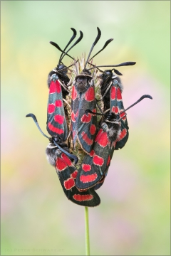 Esparsetten-Widderchen 02 (Zygaena carniolica)