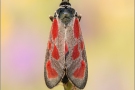 Beilfleck-Widderchen (Zygaena loti) 02