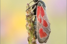 Beilfleck-Widderchen (Zygaena loti) 01