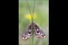 Kleines Nachtpfauenauge 02 (Saturnia pavonia)