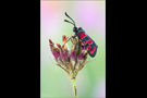 Esparsetten-Widderchen 01 (Zygaena carniolica)