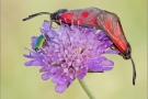 Thymian-Widderchen 03 (Zygaena purpuralis)