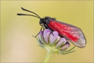 Thymian-Widderchen 01 (Zygaena purpuralis)