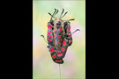 Esparsetten-Widderchen 02 (Zygaena carniolica)