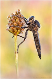 Schlichte Raubfliege  (Machimus rusticus) 09