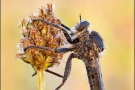 Schlichte Raubfliege  (Machimus rusticus) 09