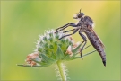 Schlichte Raubfliege 01 (Machimus rusticus)