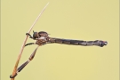 Gemeine Schlankfliege 02 (Leptogaster cylindrica)