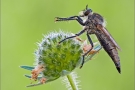 Schlichte Raubfliege 04 (Machimus rusticus)