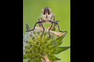 Schlichte Raubfliege 05 (Machimus rusticus)