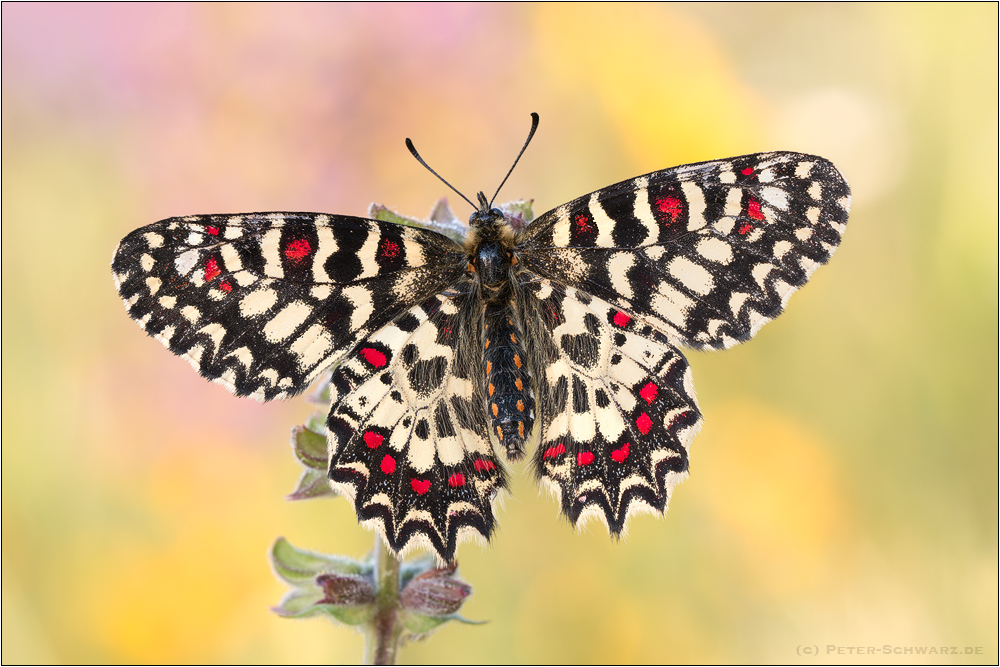 Cuanto tiempo viven las mariposas