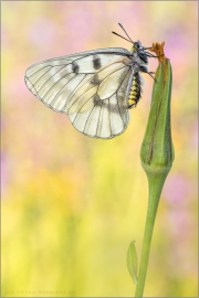 Schwarzer Apollo (Parnassius mnemosyne) 05