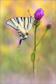 Segelfalter (Iphiclides podalirius) 12