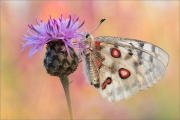 Roter Mosel-Apollo (Parnassius apollo vinningensis) 15