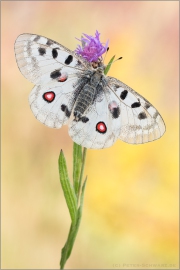 Roter Mosel-Apollo (Parnassius apollo vinningensis) 16