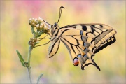 Schwalbenschwanz (Papilio machaon) 25