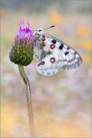 Roter Apollo (Parnassius apollo) 23
