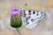 Roter Apollo (Parnassius apollo) 22
