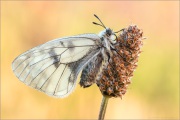 Schwarzer Apollo (Parnassius mnemosyne) 06