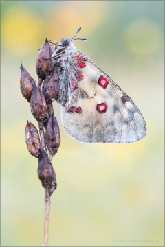 Hochalpen-Apollo (Parnassius sacerdos) 01