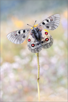 Hochalpen-Apollo (Parnassius sacerdos) 03