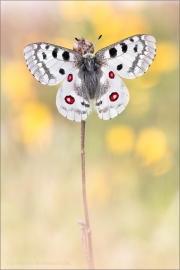 Roter Apollo (Parnassius apollo) 10