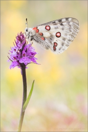 Roter Apollo (Parnassius apollo) 11