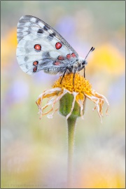 Roter Apollo (Parnassius apollo) 19