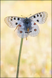 Roter Apollo (Parnassius apollo) 18