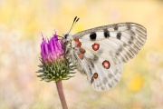 Roter Apollo (Parnassius apollo) 20