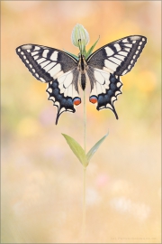 Schwalbenschwanz 19 (Papilio machaon)