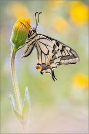 Schwalbenschwanz 20 (Papilio machaon)