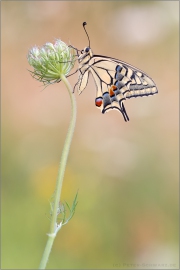 Schwalbenschwanz 21 (Papilio machaon)