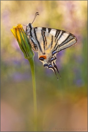 Segelfalter (Iphiclides podalirius) 18