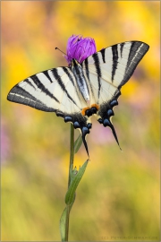 Segelfalter (Iphiclides podalirius) 13