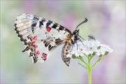 Balkan-Osterluzeifalter (Zerynthia cerisy) 04