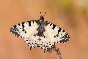 Balkan-Osterluzeifalter (Zerynthia cerisy) 05