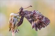 Südlicher Osterluzeifalter (Zerynthia polyxena) 07