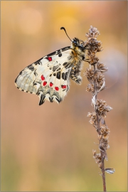 Balkan-Osterluzeifalter 01 (Zerynthia cerisy)