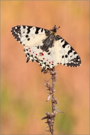 Balkan-Osterluzeifalter (Zerynthia cerisy) 02