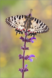 Balkan-Osterluzeifalter (Zerynthia cerisy) 03