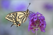 Schwalbenschwanz 04 (Papilio machaon)