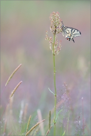 Schwalbenschwanz 10 (Papilio machaon)