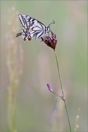 Schwalbenschwanz 01 (Papilio machaon)