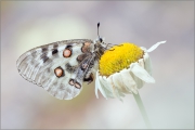 Roter Apollo 01 (Parnassius apollo)