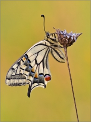 Schwalbenschwanz 08 (Papilio machaon)