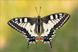 Schwalbenschwanz 07 (Papilio machaon)
