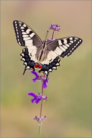 Schwalbenschwanz 03 (Papilio machaon)